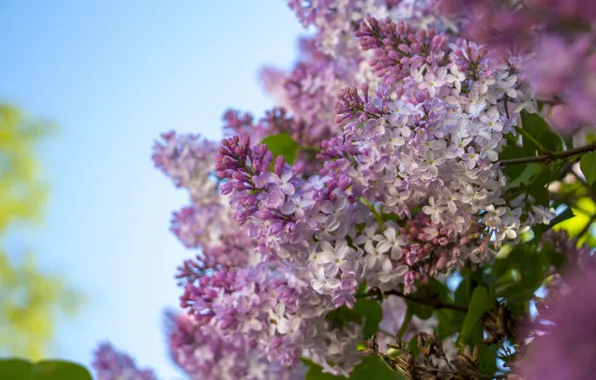 Picture the sky, spring, lilac