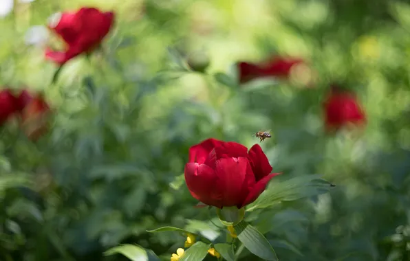 Greens, flowers, bee, blur, red, blur, the bushes, green background