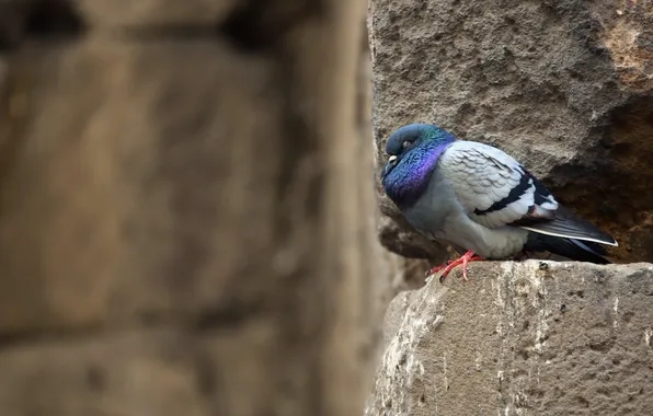 Picture wall, bird, pigeons