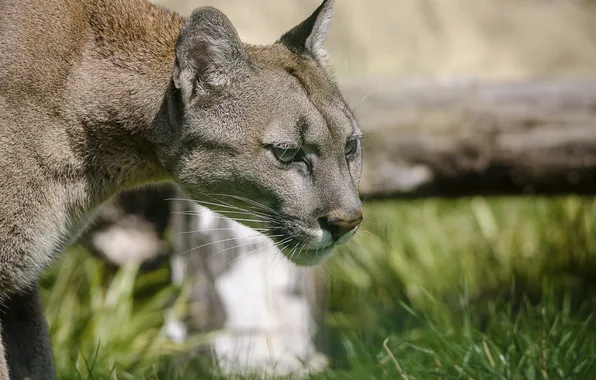 Face, predator, profile, Puma, wild cat, mountain lion, Cougar