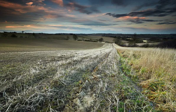Field, landscape, sunset, nature