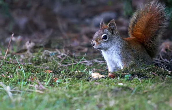 Picture grey, squirrel, look, background, nature, rodent, protein, moss
