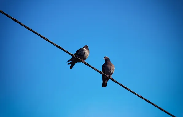 Picture Spring, Dove, Birds, The Living World