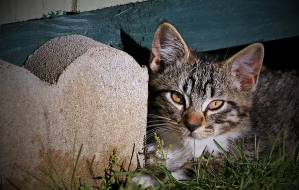 Cat, grass, look, light, pose, kitty, grey, concrete