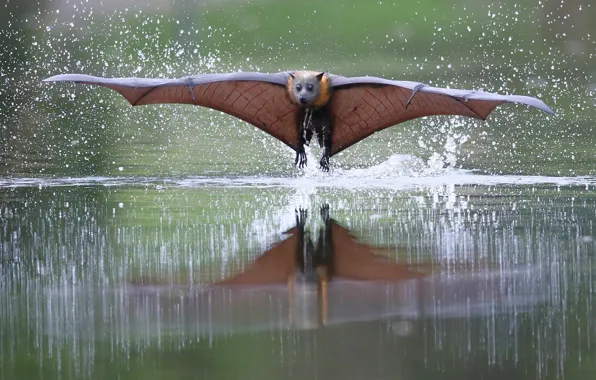 Picture water, wings, Fox, the rise, flying Fox