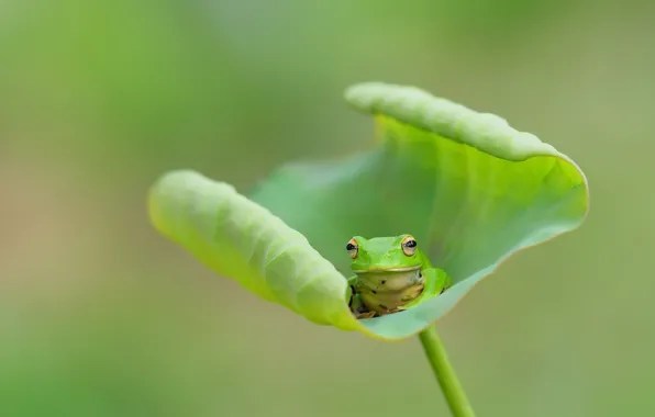 Picture nature, sheet, frog