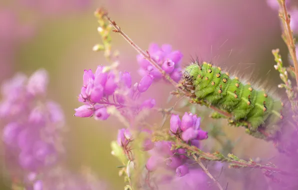 Macro, flowers, caterpillar, insect, Heather