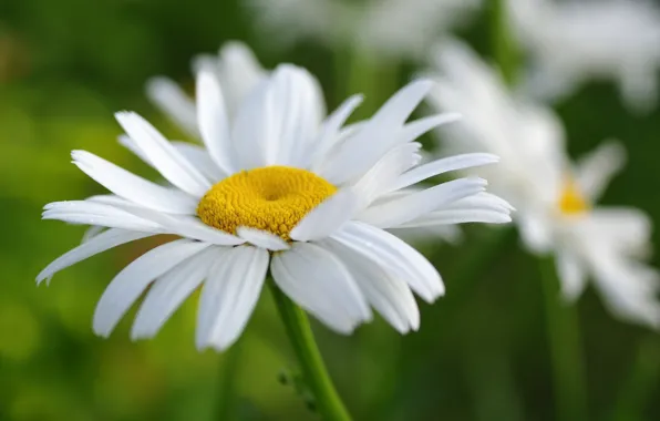 Picture white, summer, macro, chamomile, petals