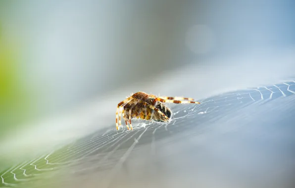 Web, spider, focus