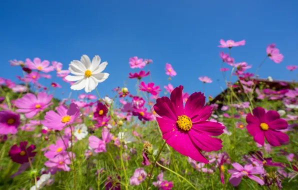 Field, summer, the sky, the sun, flowers, colorful, meadow, summer