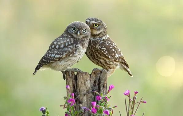 Picture flowers, birds, owls, a couple, bokeh, wood