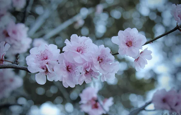 Flowers, branches, tree, Sakura, flowering
