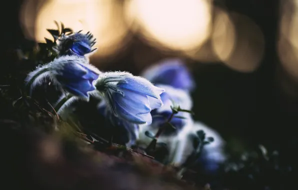 Flowers, nature, background, sleep-grass, cross