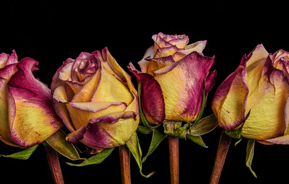 Flowers, background, roses