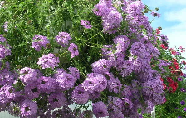 Picture photo, Flowers, Purple, Closeup, Verbena