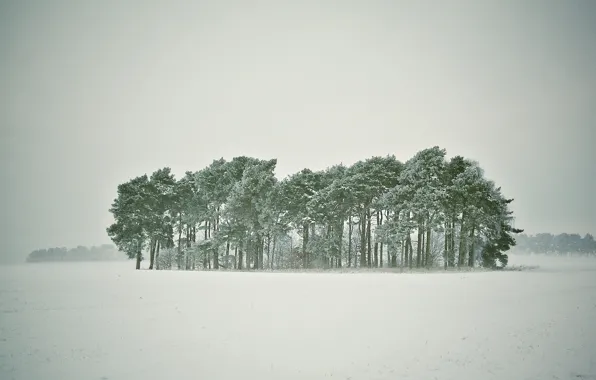 Picture winter, forest, snow, trees, Blizzard, snowy