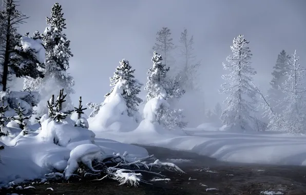 Picture winter, snow, tree, the snow