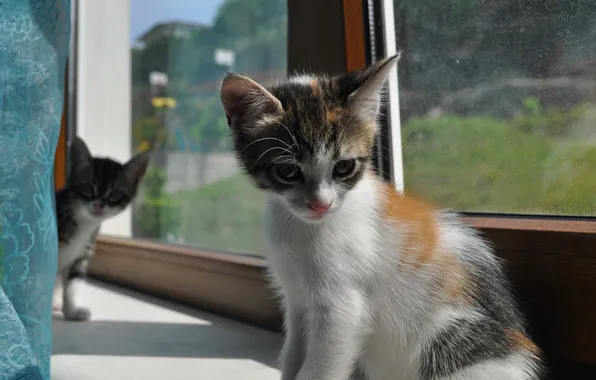 Eyes, look, sill, kitty