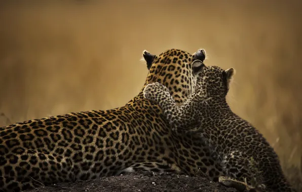 Cats, cub, mom, leopards
