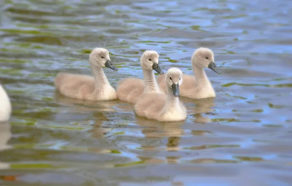 Picture lake, kids, kids, the lake, gray swans, gray swans