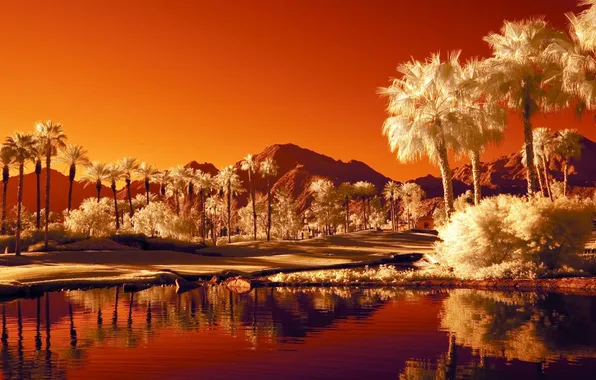 Picture water, mountains, palm trees, oasis