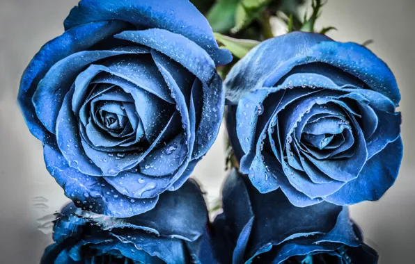 Picture water, drops, roses, by dashakern