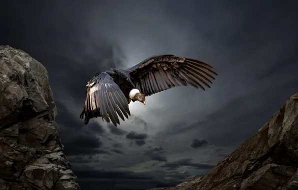 Nature, bird, Condor