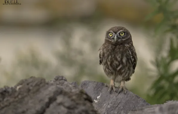 Background, owl, owl, DUELL ©