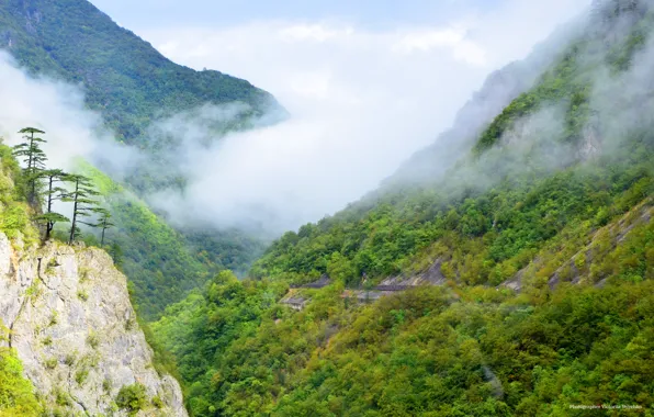 Trees, mountains, clouds, Montenegro