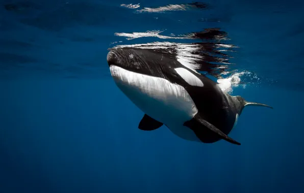 Picture sea, the ocean, under water, mammal, orca