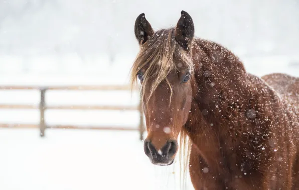 Picture winter, snow, horse