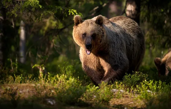 Picture forest, bear, beast, The Bruins, Alexander Perov