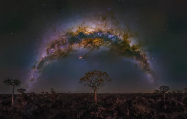 Night, tree, The milky way