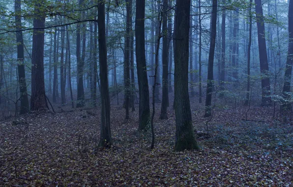 Picture autumn, forest, leaves, trees, nature, fog