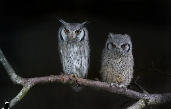 Two, branch, owls, the dark background