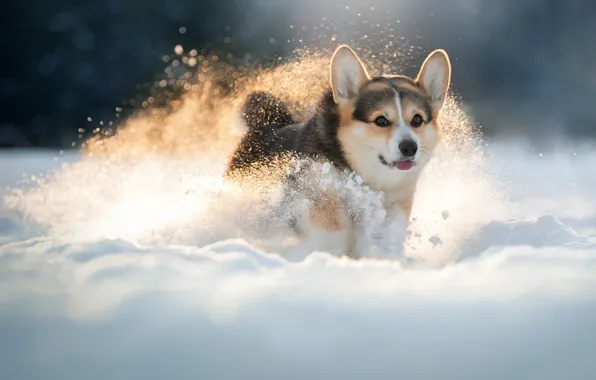 Winter, snow, dog, walk, doggie, Welsh Corgi, Svetlana Pisareva