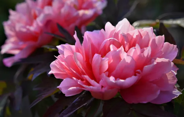 Picture leaves, macro, flowers, petals, garden, pink, peonies