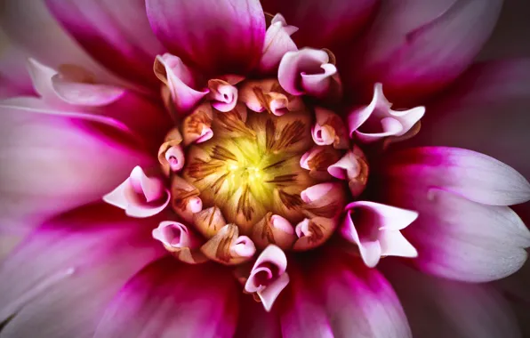 Flower, macro, flowers, bright, color, petals, Dahlia, Dahlia