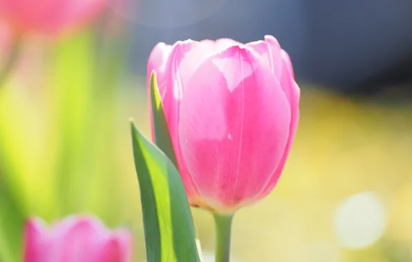 Macro, light, flowers, pink, Tulip, spring, Bud, tulips