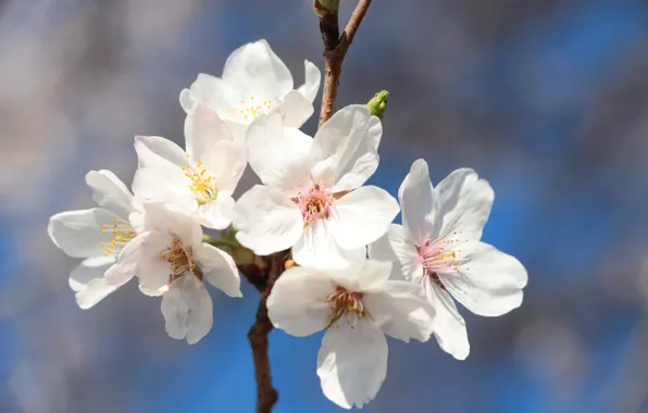Flowers, spring, Sakura, white, flowering