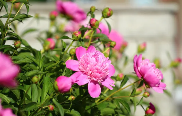 Greens, flowers, background, peonies