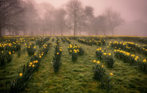 Flowers, nature, morning, the Narciso