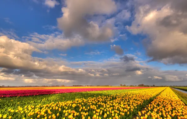Field, clouds, flowers, nature, blue, beauty, positive, spring