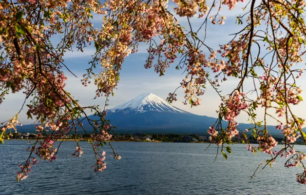 The sky, branches, spring, Japan, Sakura, Japan, flowering, mount Fuji