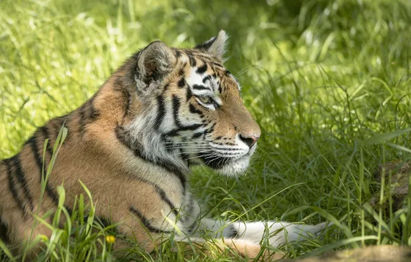 Face, tiger, stay, predator, lies, profile, wild cat