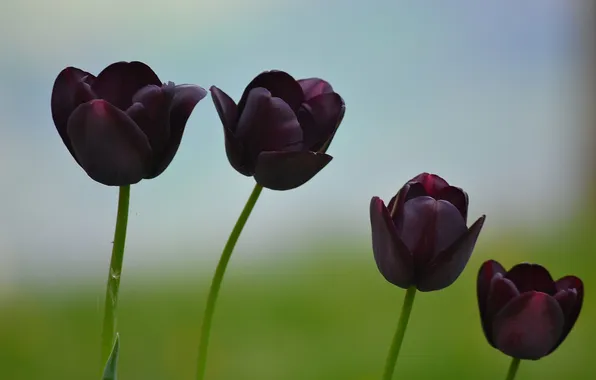 Macro, nature, tulips, dark