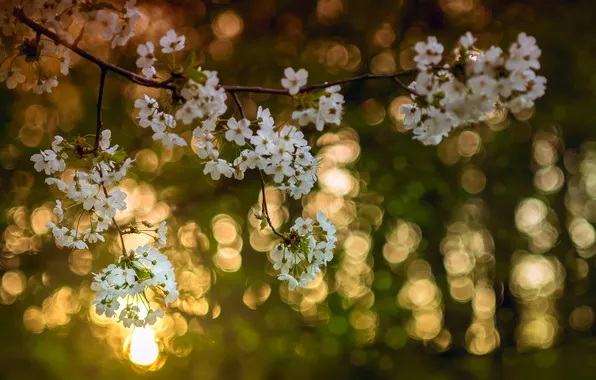 Light, flowers, branches, cherry, tree, color, spring, April