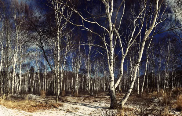 Picture trees, nature, birch