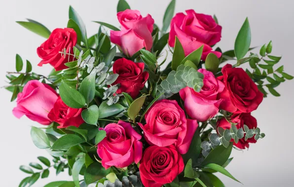 Picture roses, bouquet, raspberry