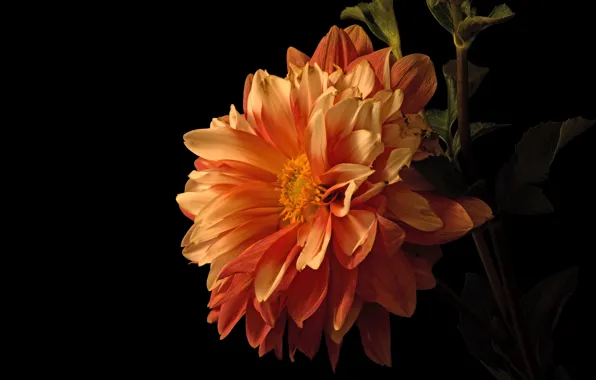 Picture flower, leaves, macro, flowers, orange, petals, stem, black background